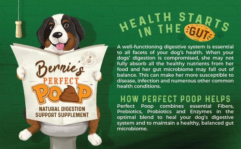 Poster for Bernie's Perfect Poop. brown, white, and black dog sitting on a toilet. 