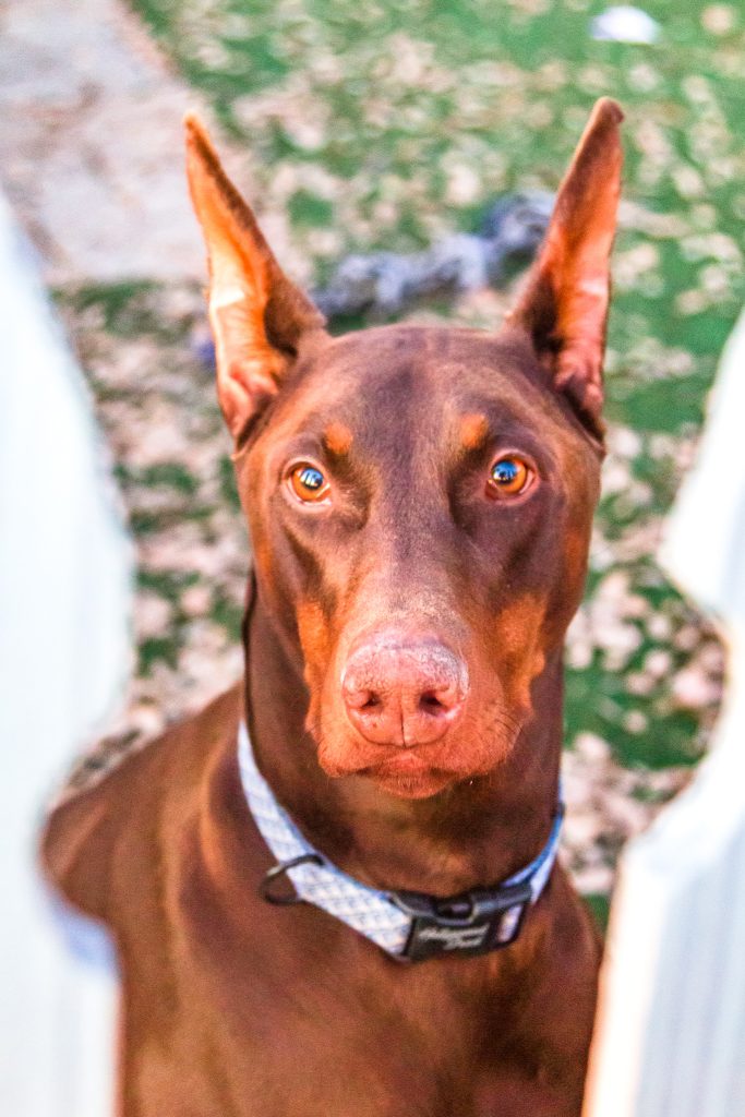 brown dog with blue eyes and a checkered collar looking in between a fence In McKinney 