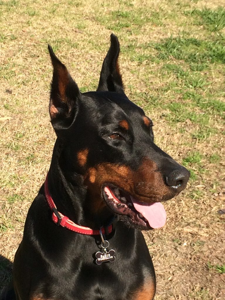 Black dog with brown nose with a red collar looking to the right In McKinney