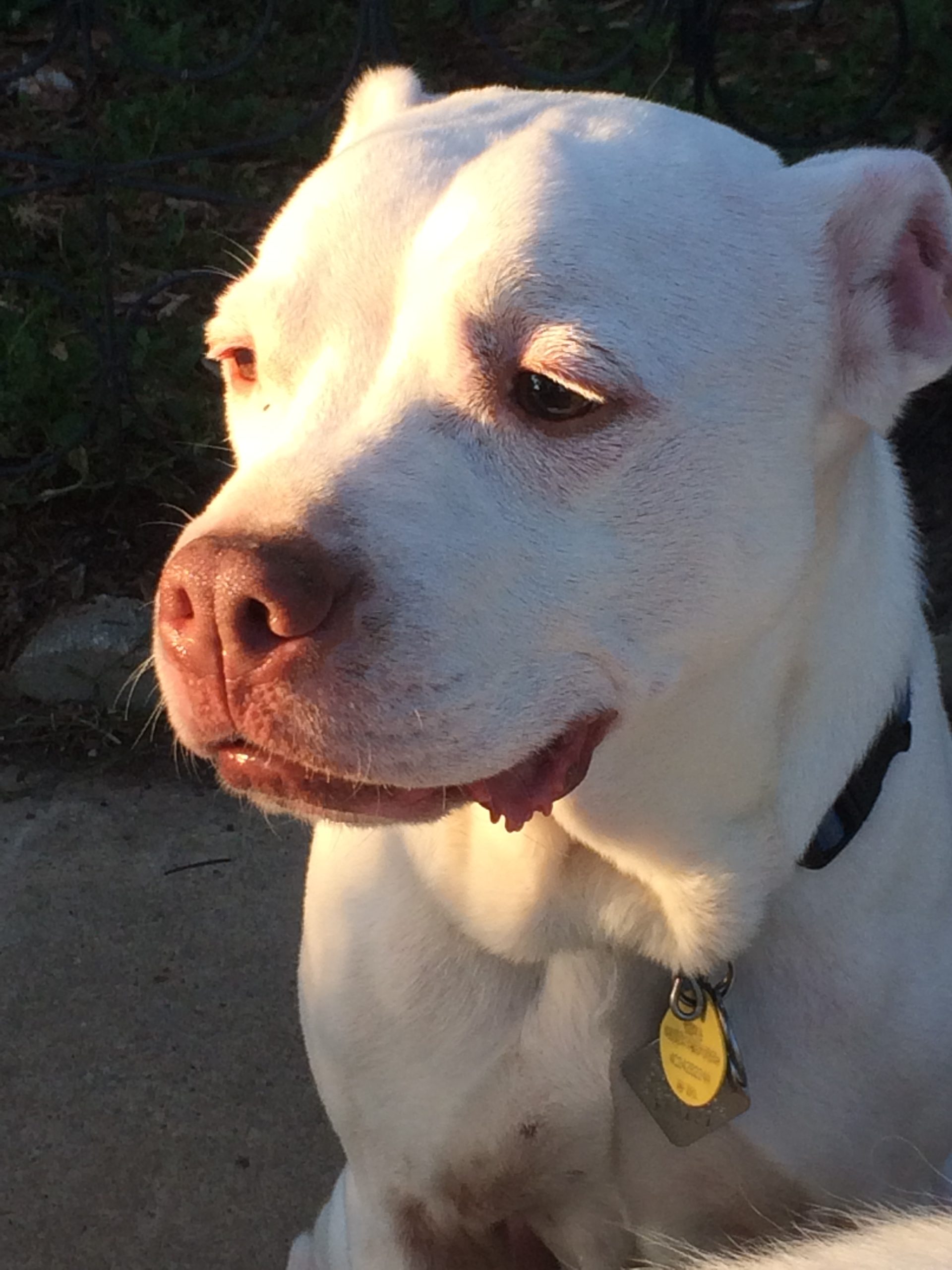 White dog with yellow collar looking to the left in McKinney