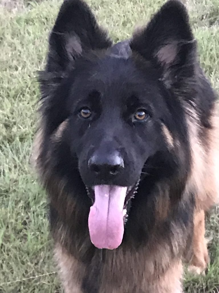 Black and brown dog with its tongue out In McKinney 