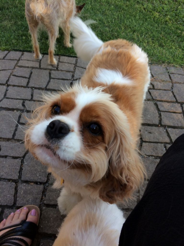 Brown and white dog looking up In McKinney 