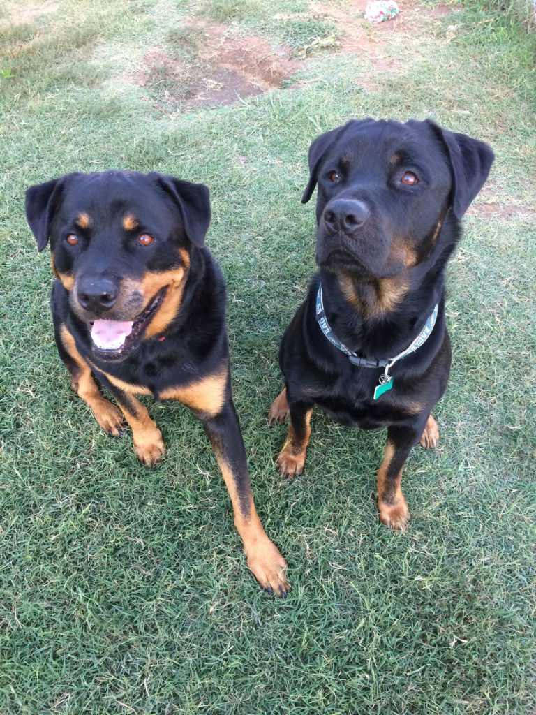 two black and brown dogs sitting down In McKinney 