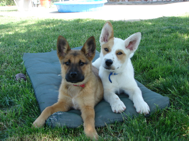 a small brown dog with a black nose and a white and brown dog sitting down on a gray mat In McKinney 