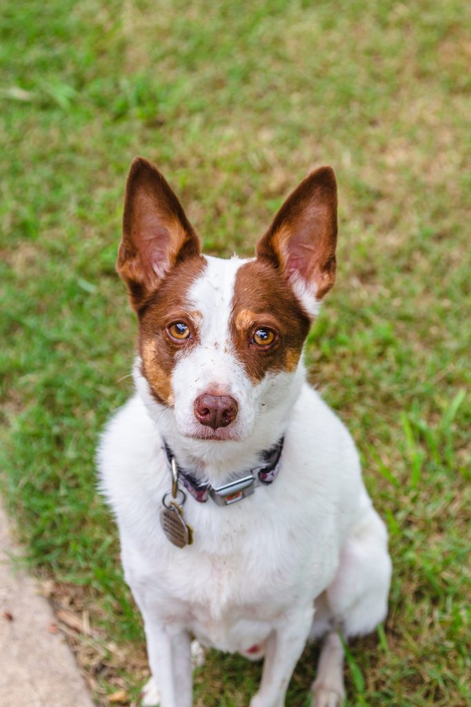 White dog with brown ears looking up In McKinney 