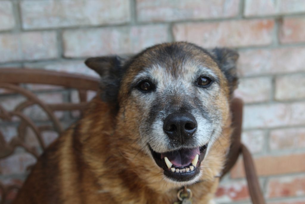 brown and black dog smiling In McKinney 