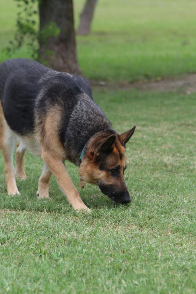 Brown and black dog sniffing the floor discontinued