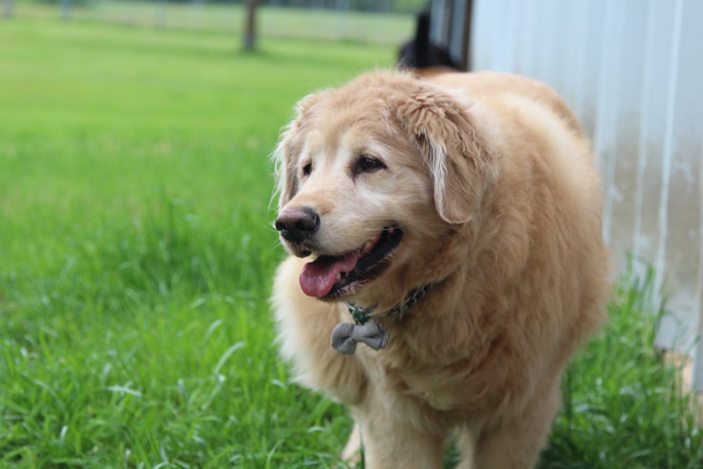 Golden Retriever standing in a field looking to the left In McKinney 
