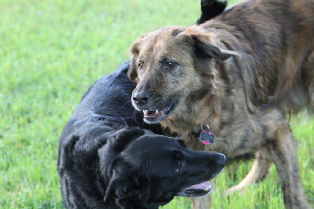 Black dog and brown dog playing together In McKinney 