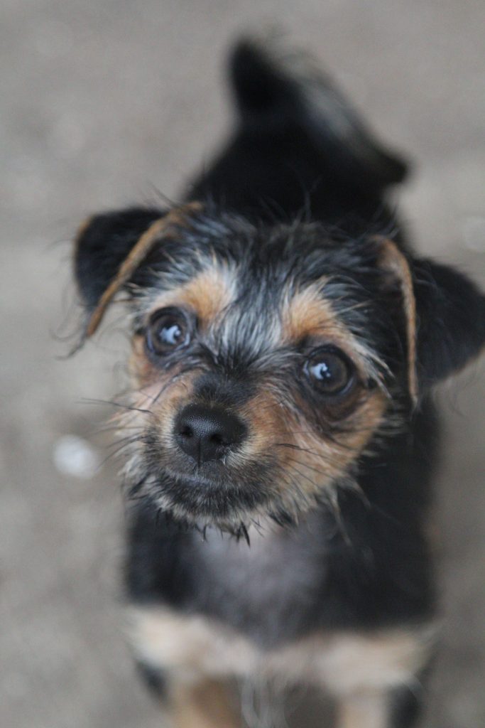black and brown dog with black eyes In McKinney 