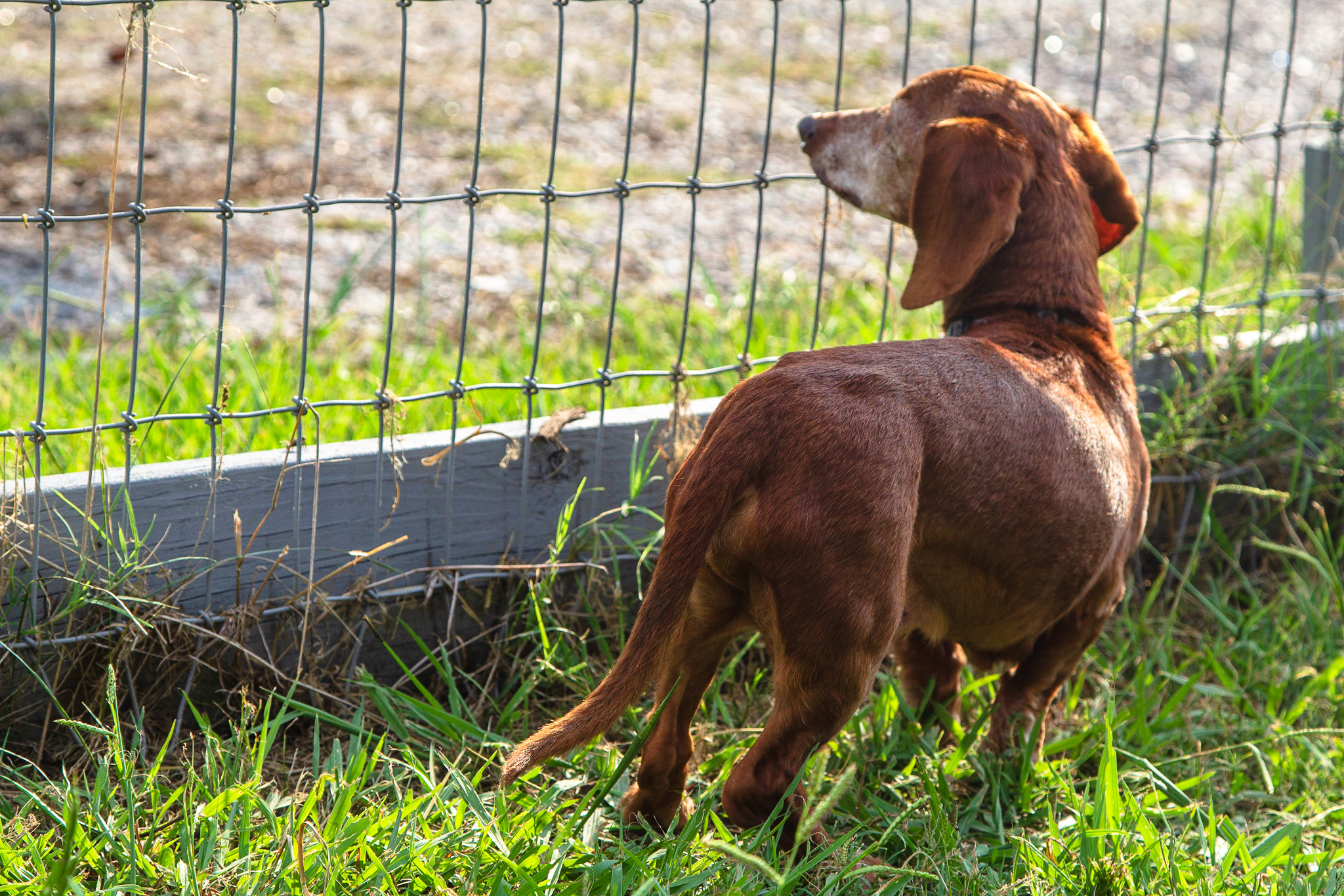What to Pack When Your Dog Is Going to Daycare