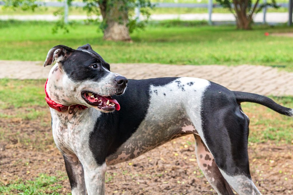 White and black dog with red collar looking to the right In McKinney 