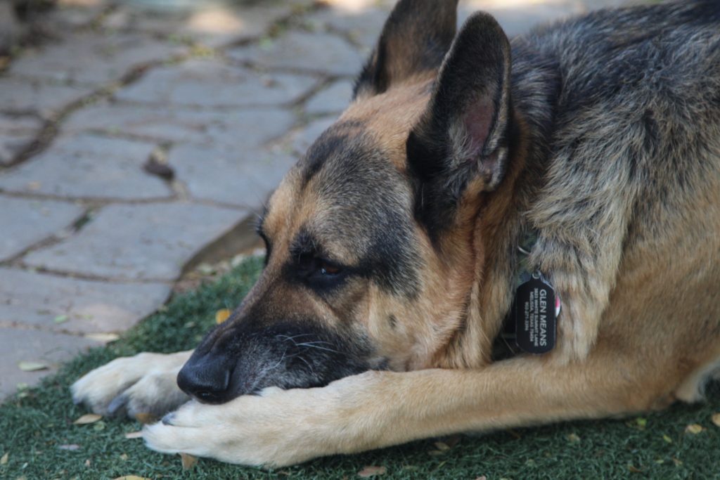 Brown and black german Shepard sitting on the floorIn McKinney  