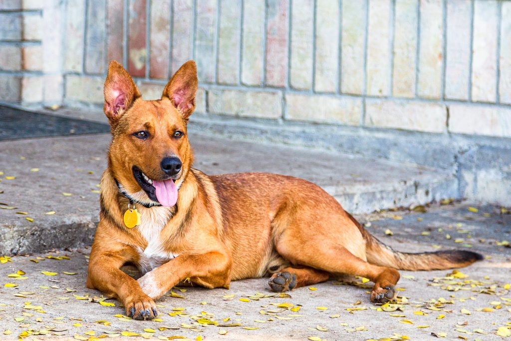 Brown dog sitting down In McKinney 