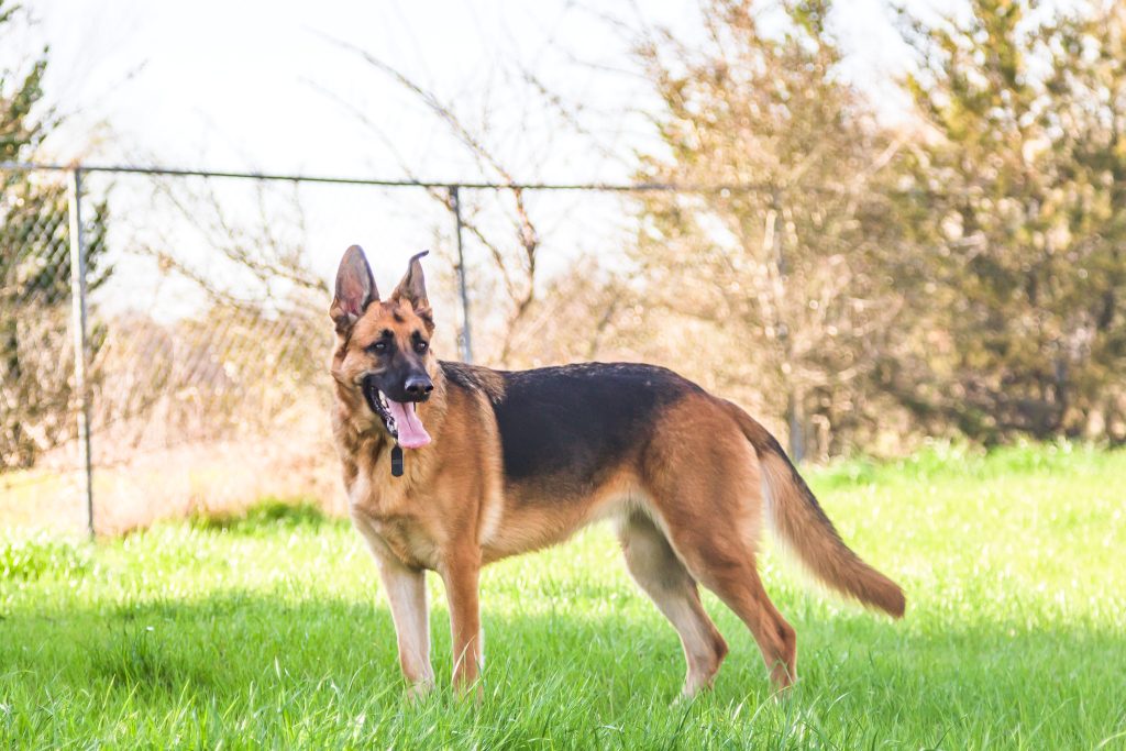 Brown and black German Shepard with its tongue out in a field In McKinney  