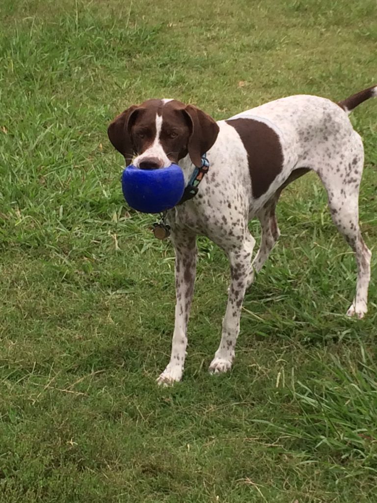 White and brown dog holding a blue ball in McKinney 