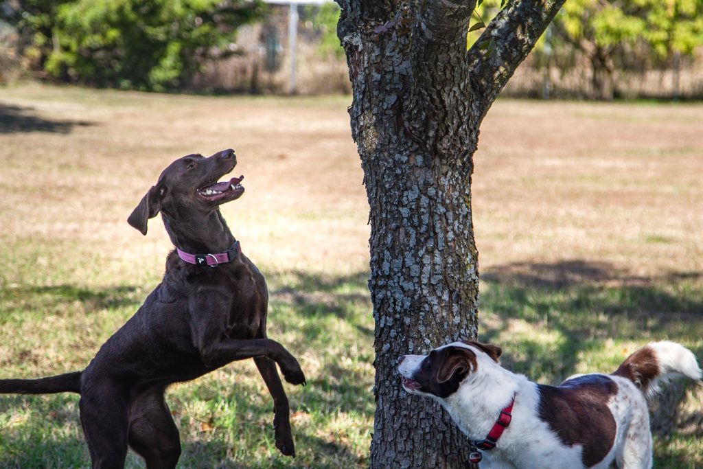 one brown dog and one white and brown dog playing together In McKinney 
