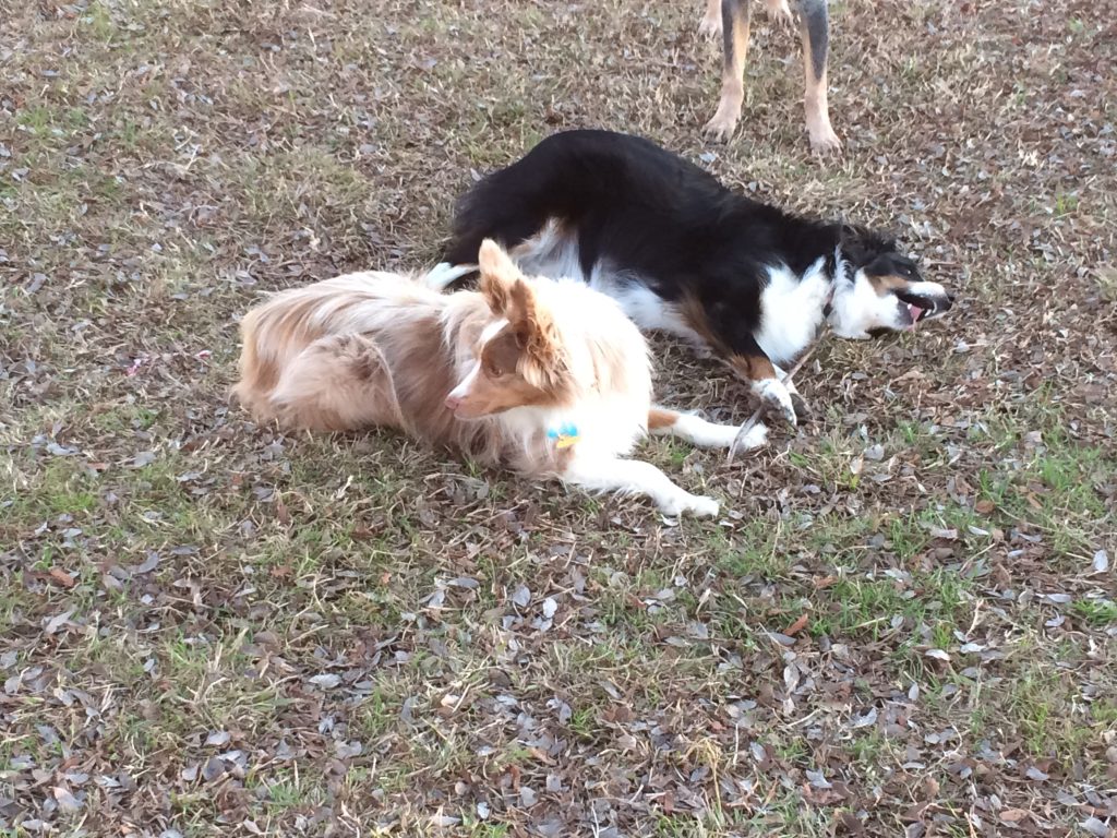 one brown dog and one black, white, and brown dog sitting on the floor In McKinney 