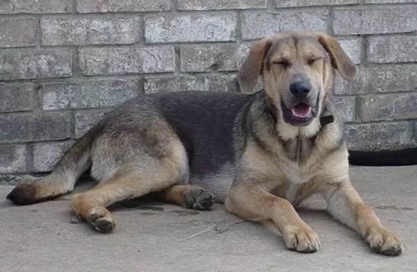 Thinking about Adopting a Dog? What You Need to Consider When Adopting a Dog?